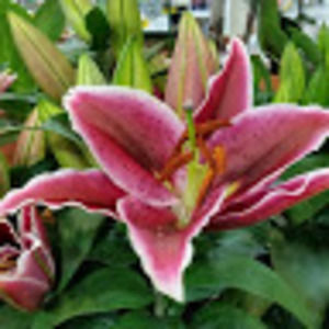 Meet your Posher, Cheryl